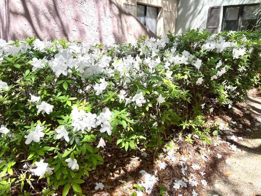 New Pics! Harbour Town 3Br/3Ba - Pool Access - Book Now Villa ฮิลตันเฮดไอส์แลนด์ ภายนอก รูปภาพ